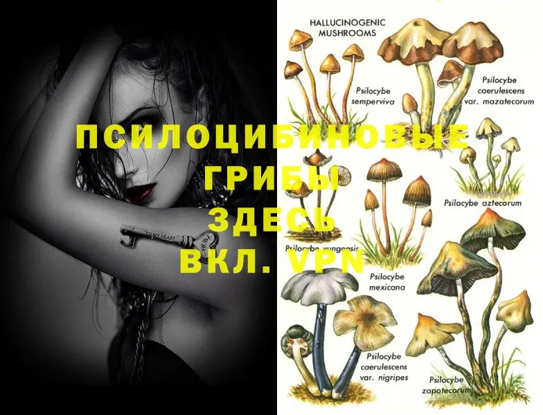 Псилоцибиновые грибы Magic Shrooms  наркотики  Пучеж 